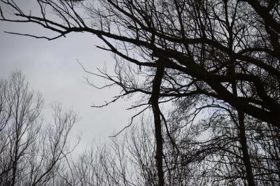 Weinstadt-Schnait: Sturmschaden fordert die Weinstaetder Feuerwehr 